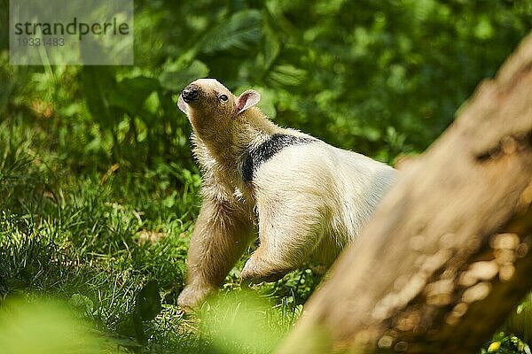 Südlicher Tamandua (Tamandua tetradactyla) Ameisenbär auf dem Gras  captive  Verbreitung Südamerika