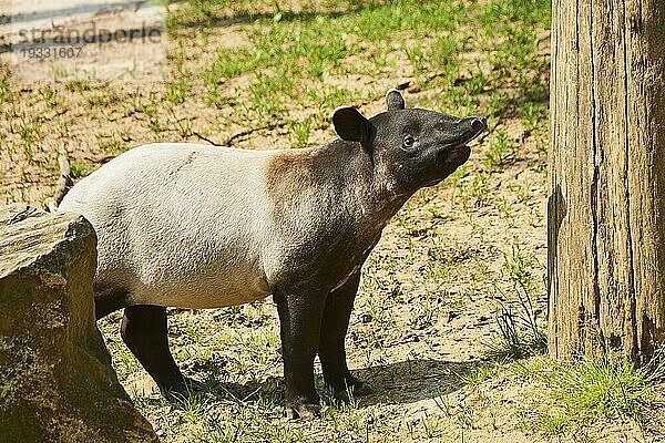 Schabrackentapir (Tapirus indicus) stehend  captive  Verbreitung Malaysia