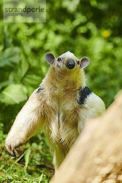 Südlicher Tamandua (Tamandua tetradactyla) Ameisenbär auf dem Gras  captive  Verbreitung Südamerika