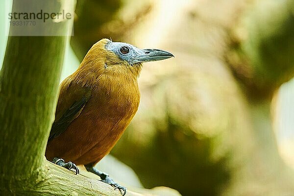 Kapuzinervogel  Kälbervogel (Perissocephalus tricolor) auf einem Ast sitzend  captive  Verbreitung Südamerika