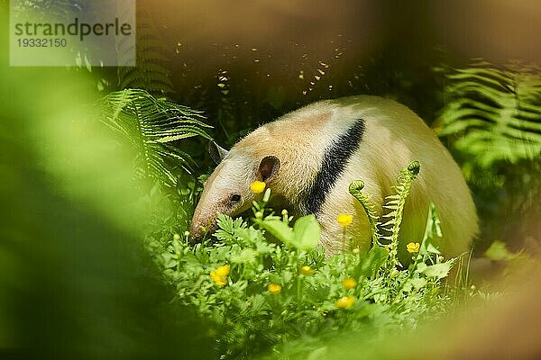 Südlicher Tamandua (Tamandua tetradactyla) Ameisenbär auf dem Gras  captive  Verbreitung Südamerika