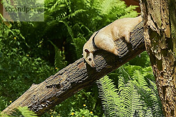 Südlicher Tamandua (Tamandua tetradactyla) Ameisenbär auf einem alten Baumstamm liegend  captive  Verbreitung Südamerika