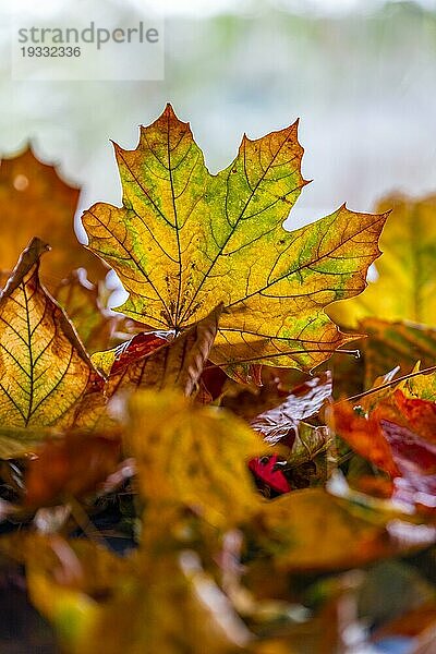 Herbstlich gefärbte Blätter  Blatt von einem Ahorn (Acer) im Gegenlicht  Durchlicht  Offenbach am Main  Hessen  Deutschland  Europa