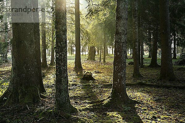 Parklandschaft bzw. Waldlandschaft im Herbst in der Morgensonne. Die Sonne scheint zwischen den Bäumen hindurch. Gegenlicht. Isny im Allgäu  Deutschland  Europa