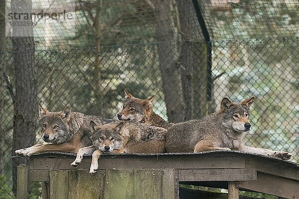 Europäische Wölfe (Canis lupus)  captive  Rudel  Nahaufnahme  Highland Wildlife Park  Kincraig  Kingussie  Schottland  Großbritannien  Europa