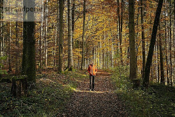 Waldlandschaft im Herbst. Die Sonne scheint in den Wald  eine Frau geht auf einem Weg spazieren. Buntes Herbstlaub an den Laubbäumen. Allgäu  Deutschland  Europa