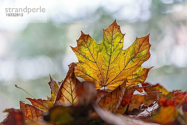 Herbstlich gefärbte Blätter  Blatt von einem Ahorn (Acer) im Gegenlicht  Durchlicht  Offenbach am Main  Hessen  Deutschland  Europa