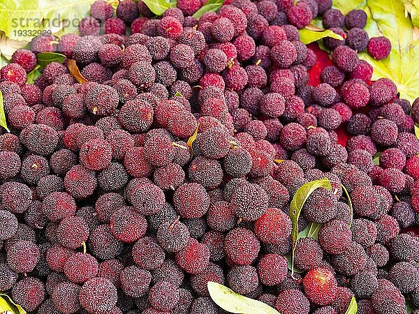 Myrica Rubra oder Pappelpflaume (Myricaceae) rote exotische Früchte aus China