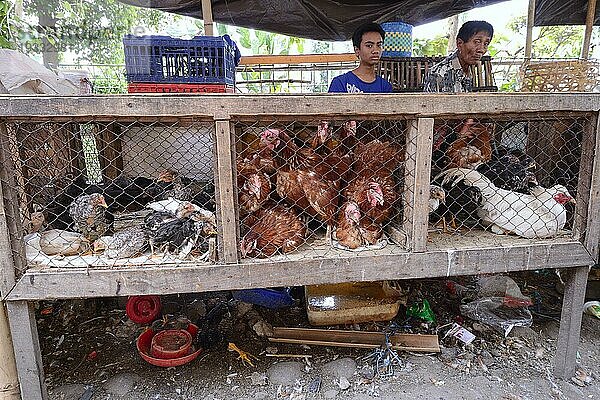 Hühner zum Verkauf auf einem Markt in Seririt  Nordbali  Bali  Indonesien  Asien