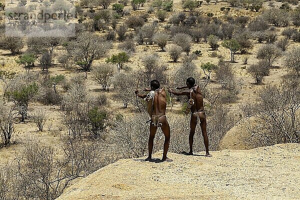 Buschwanderung mit zwei San Männern  San Männer demonstrieren die Jagd mit Pfeil und Bogen  Lebendes Museum der San  Erongogebirge  Namibia  Afrika