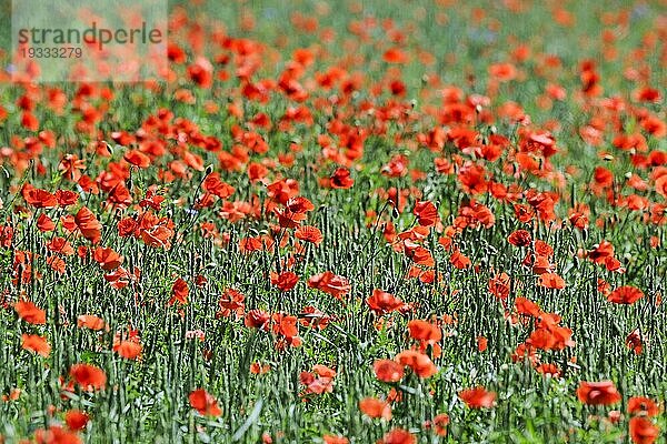 Klatschmohn (Papaver rhoeas) auf enem Weizenfeld im Gegenlicht  Brandenburg  Deutschland  Europa