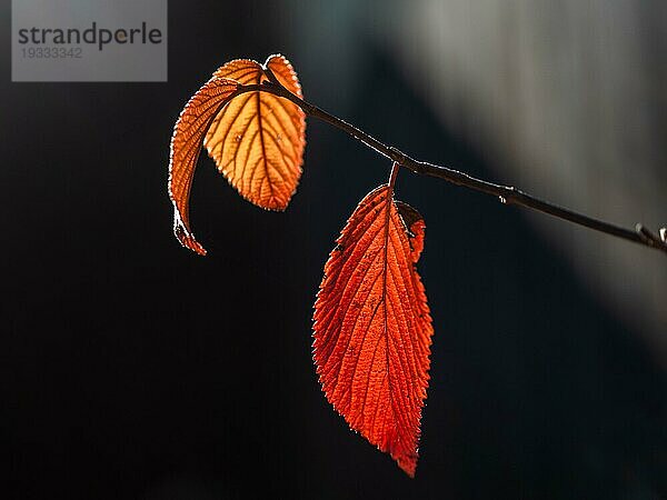 Herbstlaub  rotes Laub im Gegenlicht  Leoben  Steiermark  Österreich  Europa