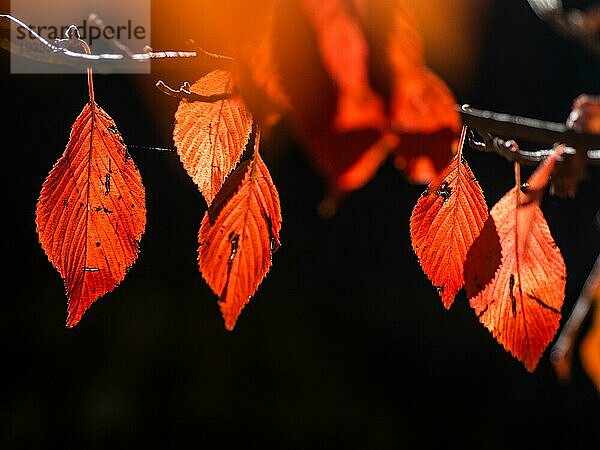 Herbstlaub  rotes Laub im Gegenlicht  Leoben  Steiermark  Österreich  Europa