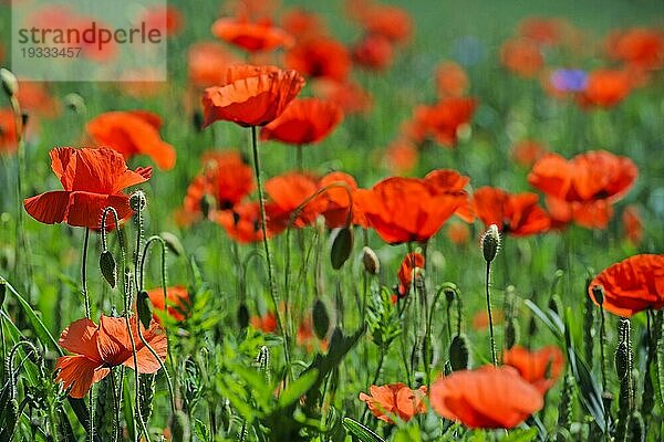 Klatschmohn (Papaver rhoeas) auf enem Weizenfeld im Gegenlicht  Brandenburg  Deutschland  Europa