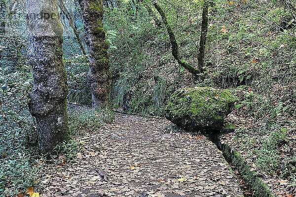 Idyllischer Wanderweg mit Levada  Ribeiro Frio  Insel Madeira  Portugal  Europa