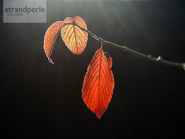 Herbstlaub  rotes Laub im Gegenlicht  Leoben  Steiermark  Österreich  Europa