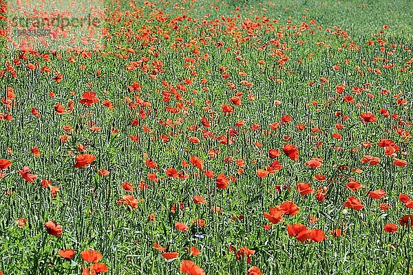 Klatschmohn (Papaver rhoeas) auf enem Weizenfeld im Gegenlicht  Brandenburg  Deutschland  Europa