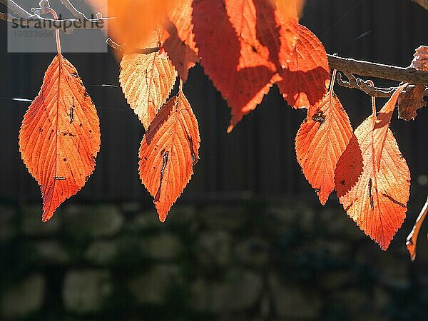 Herbstlaub  rotes Laub im Gegenlicht  Leoben  Steiermark  Österreich  Europa