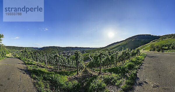 Weinberg im Gegenlicht am Abend in Kröv  Kreis Bernkastel-Wittlich  Rheinland-Pfalz  Deutschland  Europa