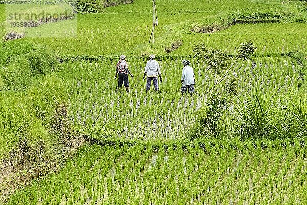 Frauen arbeiten auf Reisfelder und Reisterrassen  Munduk  Zentralbali  Bali  Indonesien  Asien