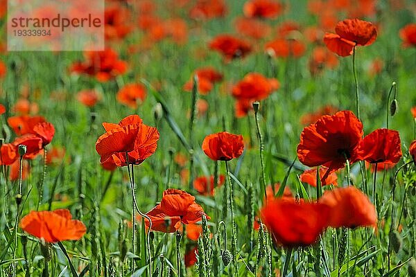 Klatschmohn (Papaver rhoeas) auf enem Weizenfeld im Gegenlicht  Brandenburg  Deutschland  Europa