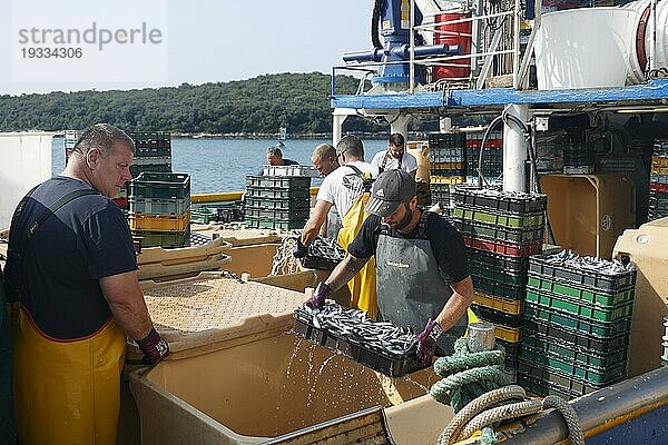 Fischerboot im Hafen von Vrsar  Istrien  Kroatien  Europa