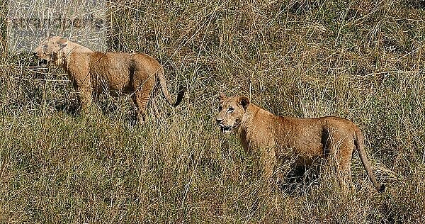 Afrikanischer Löwe (panthera leo)  Gruppe in der Savanne  Nairobi Park in Kenia