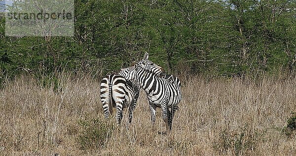 Grant's Zebra (equus burchelli) boehmi  Pflege  Nairobi Park in Kenia