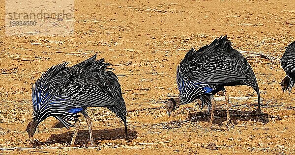 Geierperlhuhn (Acryllium vulturinum)  Gruppe im Samburu Park  Kenia  Afrika