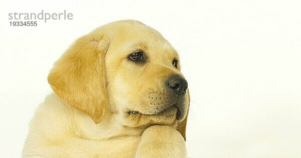 Gelber Labrador Retriever  Portrait eines Welpen auf weißem Hintergrund  Normandie