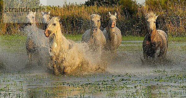 Camargue Pferd  Herde trabend oder galoppierend durch Sumpf  Saintes Marie de la Mer in der Camargue  in Südfrankreich