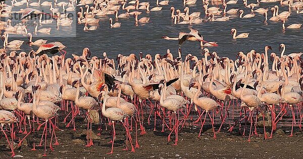 Zwergflamingo (phoenicopterus minor)  Gruppe im Flug  Kolonie am Bogoriasee in Kenia