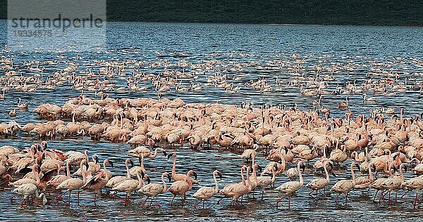 Zwergflamingo (phoenicopterus minor)  Kolonie am Bogoriasee in Kenia