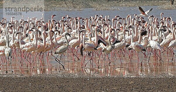 Zwergflamingo (phoenicopterus minor)  Kolonie am Bogoriasee in Kenia