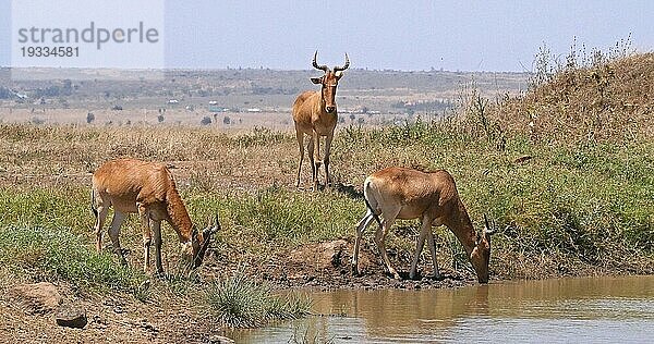 Eigentliche Kuhantilope (alcelaphus buselaphus)  Herde stehend am Wasserloch  Nairobi Park in Kenia