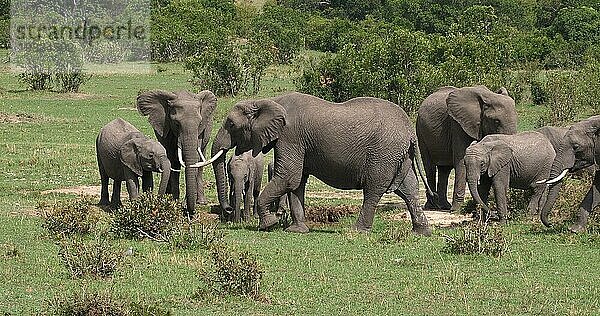 Afrikanischer Elefant (loxodonta africana)  Gruppe im Busch  Masai Mara Park in Kenia