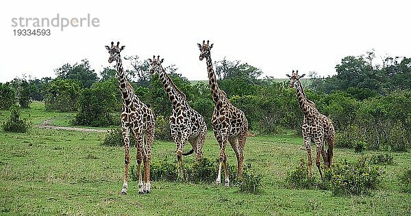 Masaigiraffe (giraffa camelopardalis tippelskirchi)  Gruppe stehend in Savanne  Masai Mara Park in Kenia