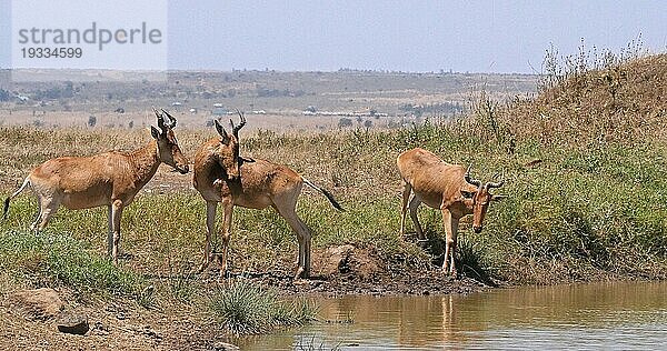 Eigentliche Kuhantilope (alcelaphus buselaphus)  Herde stehend am Wasserloch  Nairobi Park in Kenia