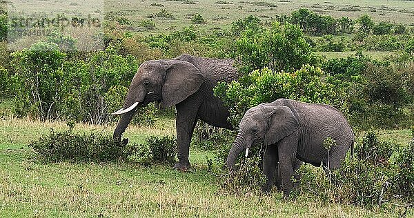 Afrikanischer Elefant (loxodonta africana)  Gruppe im Busch  Masai Mara Park in Kenia