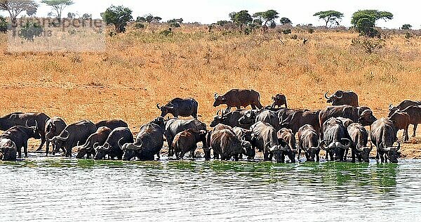 Kaffernbüffel (syncerus caffer)  Herde beim Trinken am Wasserloch  Tsavo Park in Kenia