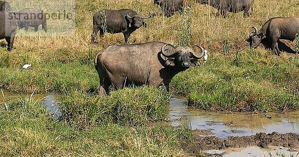 Kaffernbüffel (syncerus caffer)  Gruppe am Wasserloch  Nairobi Park in Kenia