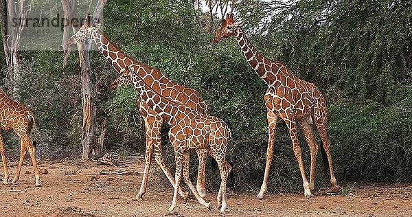 Masaigiraffe (giraffa camelopardalis tippelskirchi)  Gruppe stehend in Savanne  Masai Mara Park in Kenia