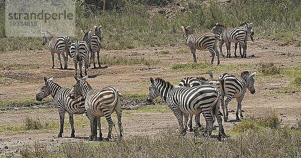 Grant's Zebra (equus burchelli) boehmi  Herde im Nairobi Park in Kenia