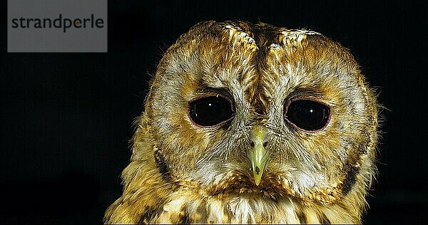 Waldkauz (strix aluco)  Porträt eines erwachsenen Tieres  das seinen Kopf dreht  Normandie in Frankreich