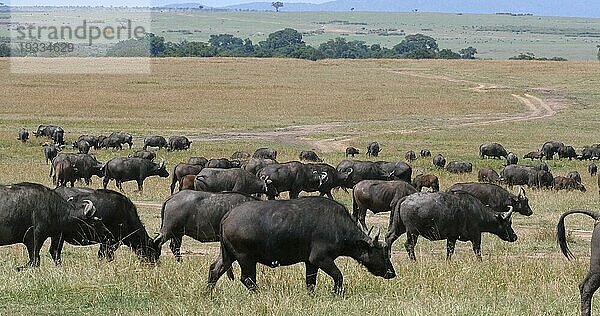 Kaffernbüffel (syncerus caffer)  stehende Herde in der Savanne  Masai Mara Park in Kenia