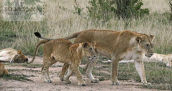 Afrikanischer Löwe (Panthera leo)  Mutter und Jungtier  Nairobi Park in Kenia