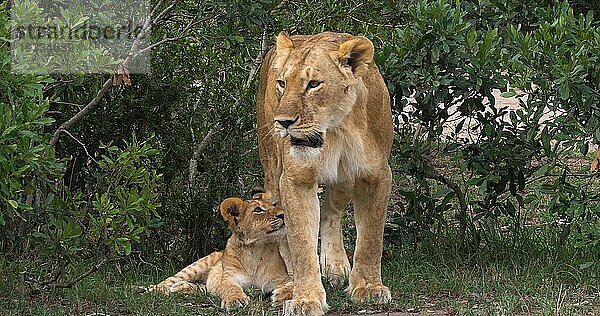 Afrikanischer Löwe (Panthera leo)  Mutter und Jungtier  Masai Mara Park in Kenia