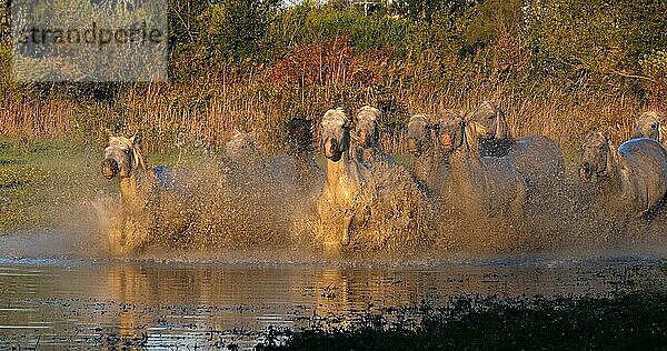 Camargue Pferd  Herde trabend oder galoppierend durch Sumpf  Saintes Marie de la Mer in der Camargue  in Südfrankreich