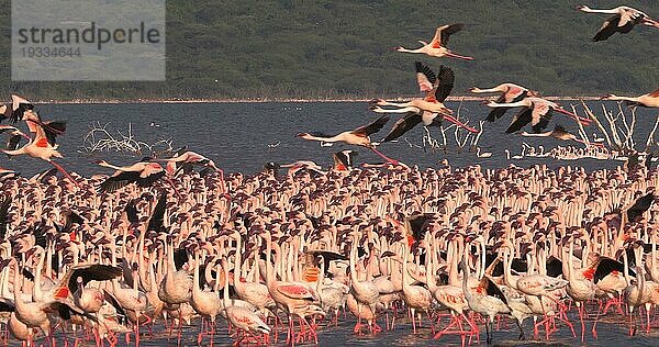 Zwergflamingo (phoenicopterus minor)  Gruppe im Flug  Kolonie am Bogoriasee in Kenia