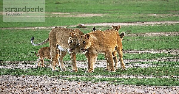 Afrikanischer Löwe (Panthera leo)  Mutter und Jungtiere  Masai Mara Park in Kenia